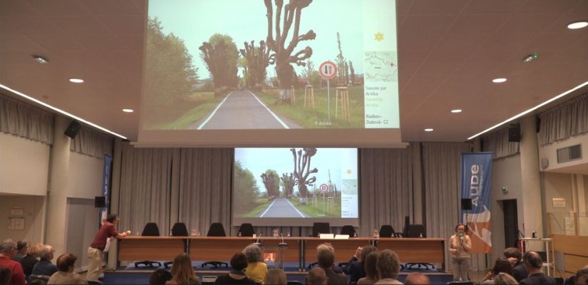 coup de coeur arnika coup de coeur arnika