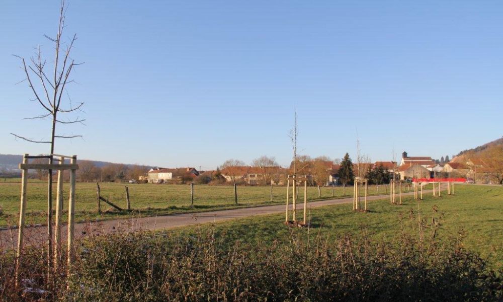 moncel ligne tilleuls 20.1   moncel ligne tilleuls 20.1