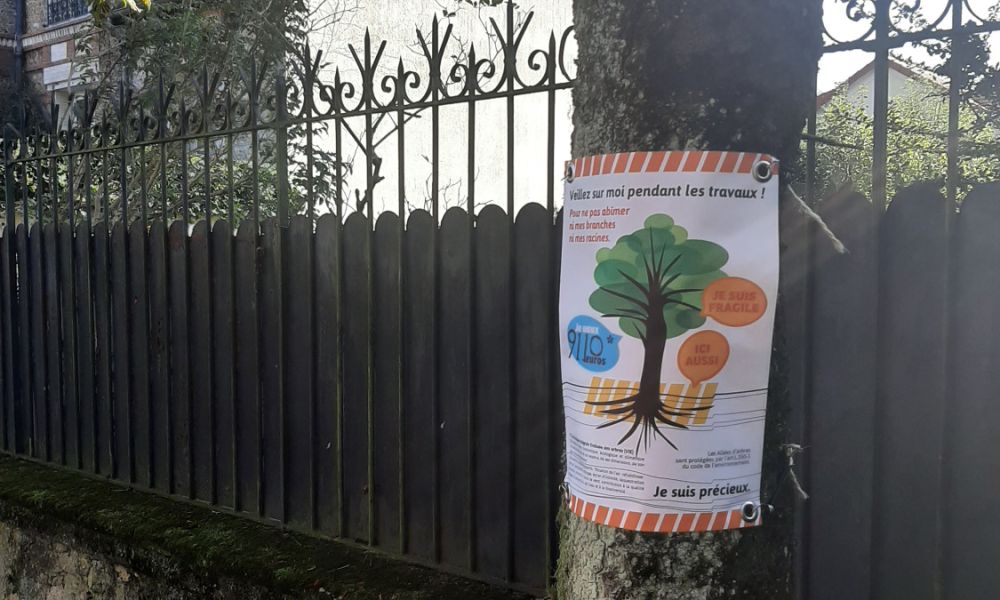 montgeron rue melanie vie arbre 20241024 montgeron rue melanie vie arbre 20241024